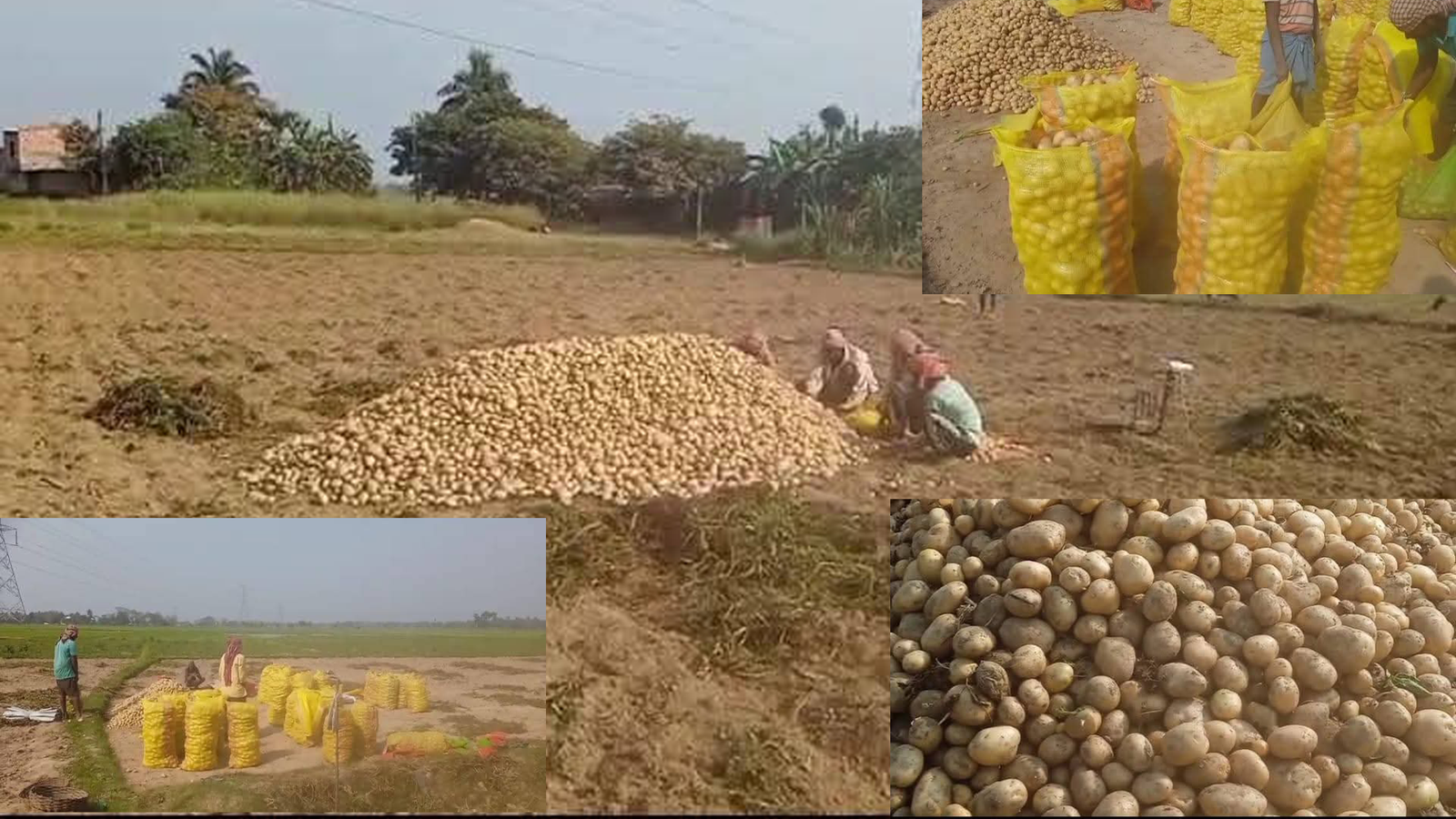 Potato price crash in Hoogly