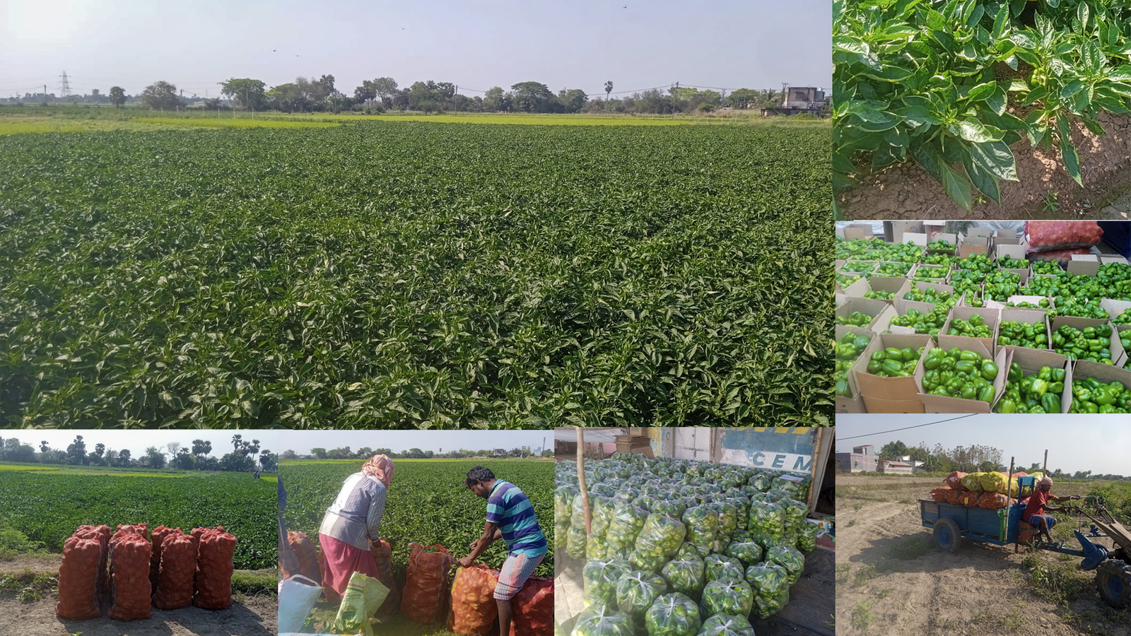 Capsicum Farming at Hoogly